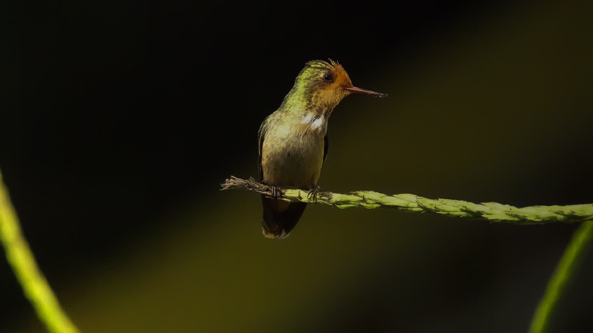 Coqueta crestirrufa