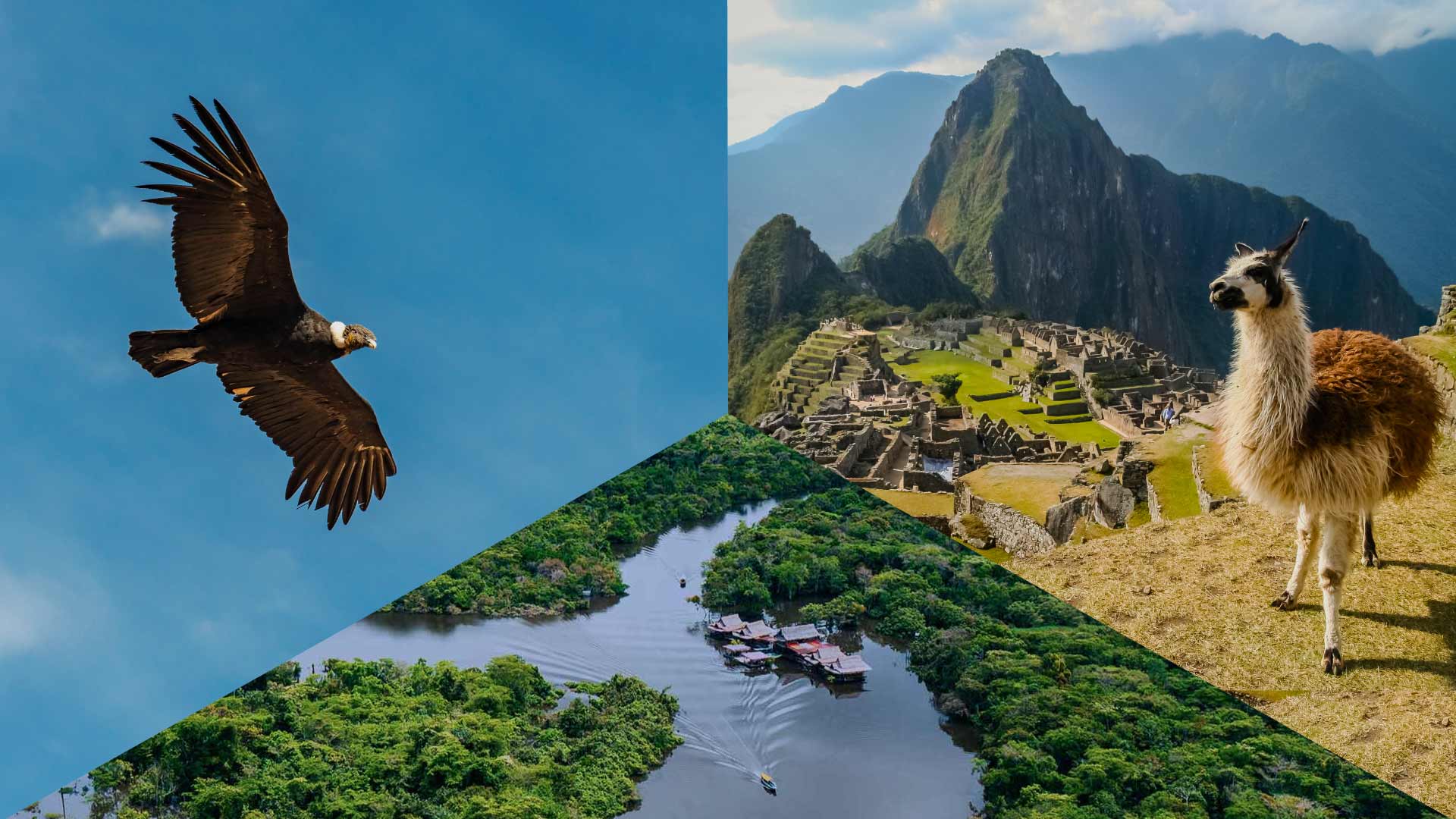 Peruvian biodiversity