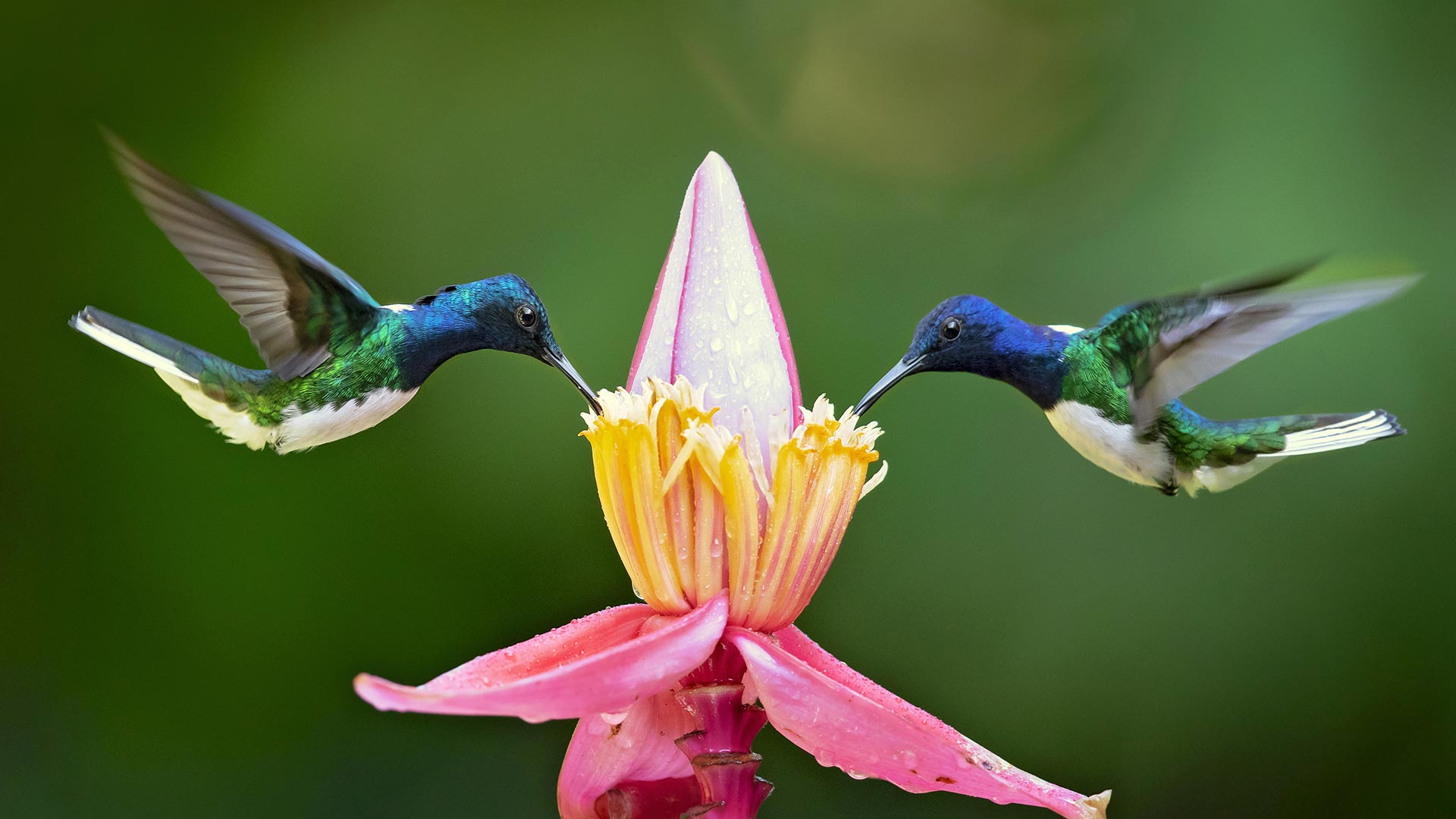 White-necked jacobin