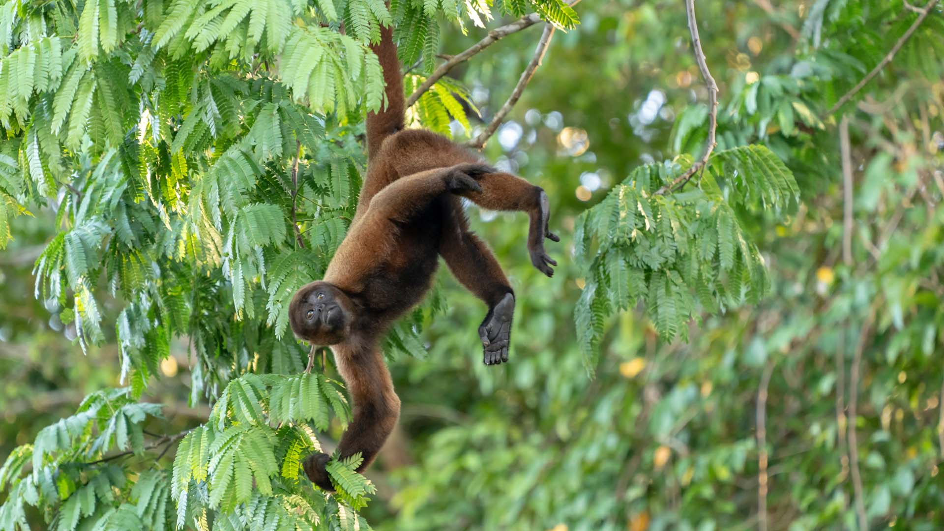 Singe laineux de Humboldt dans la réserve de Pacaya Samiria