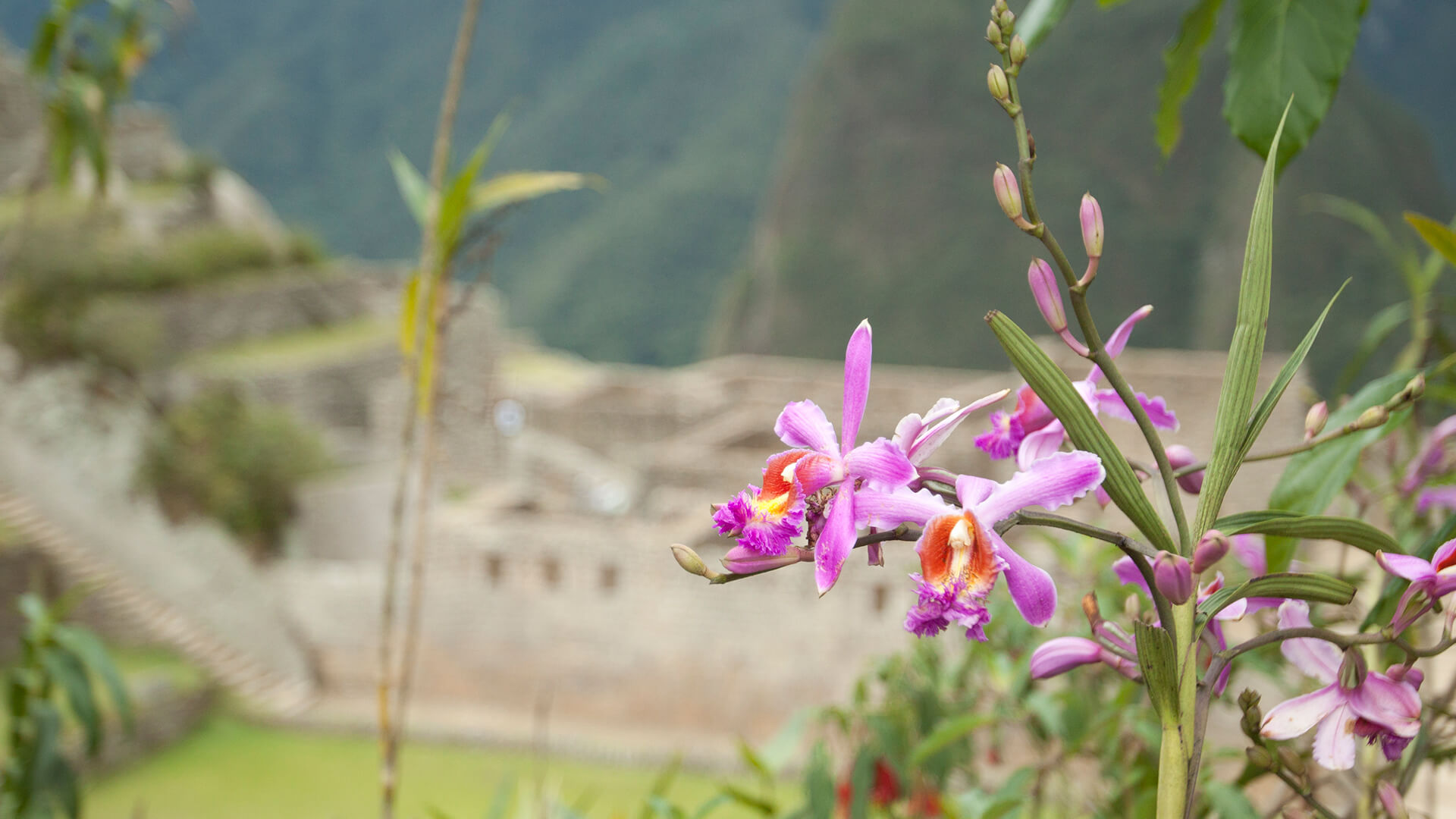 Flora en Machu Picchu